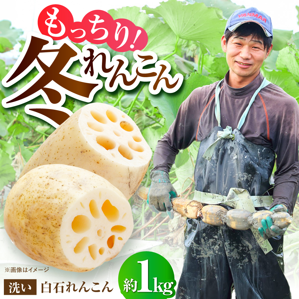 【年内発送】【土壌からとことんこだわり】白石町産 洗いれんこん約1kg【野中農園】 [IDC004]