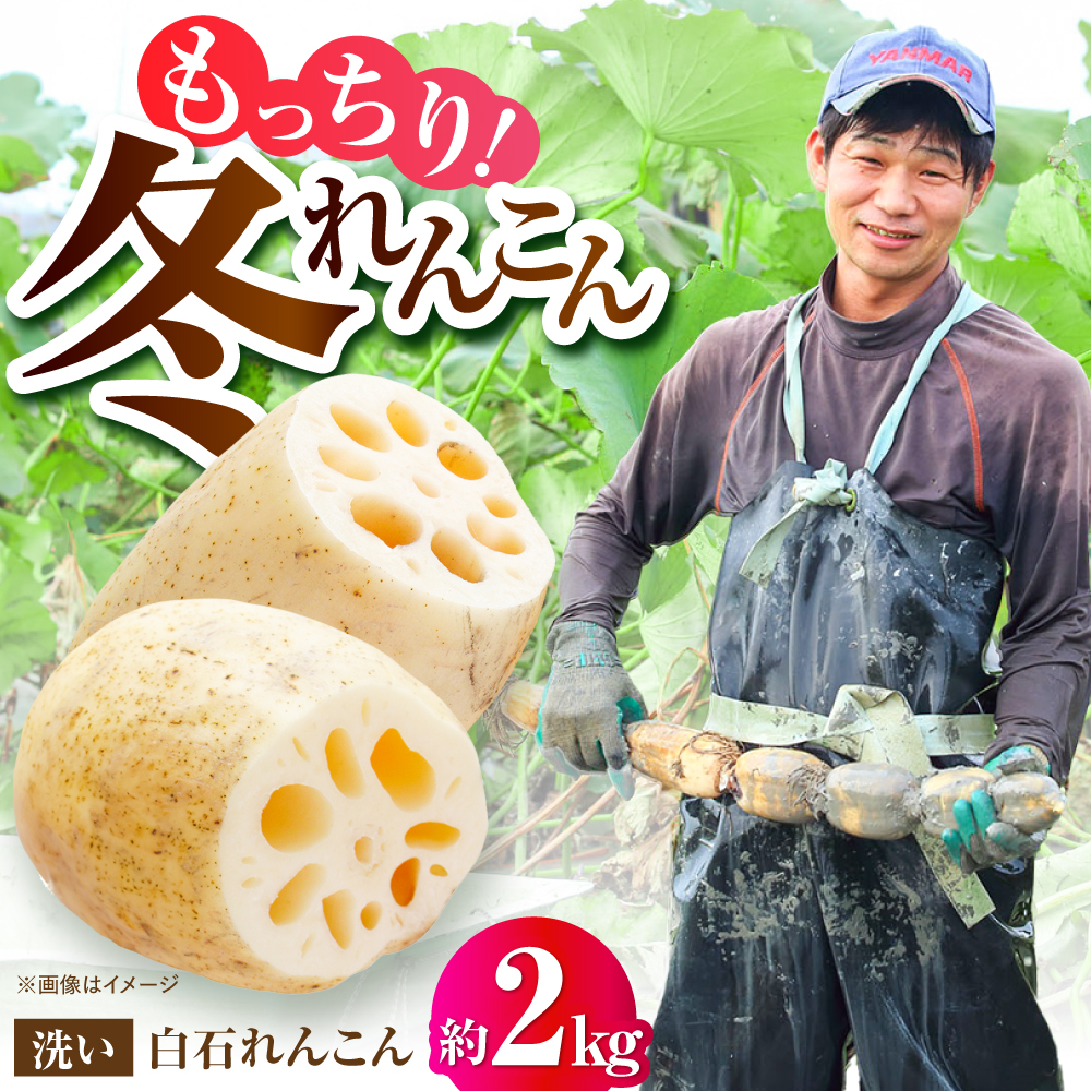 【年内発送】【土壌からとことんこだわり】白石町産 洗いれんこん約2kg【野中農園】 [IDC005]
