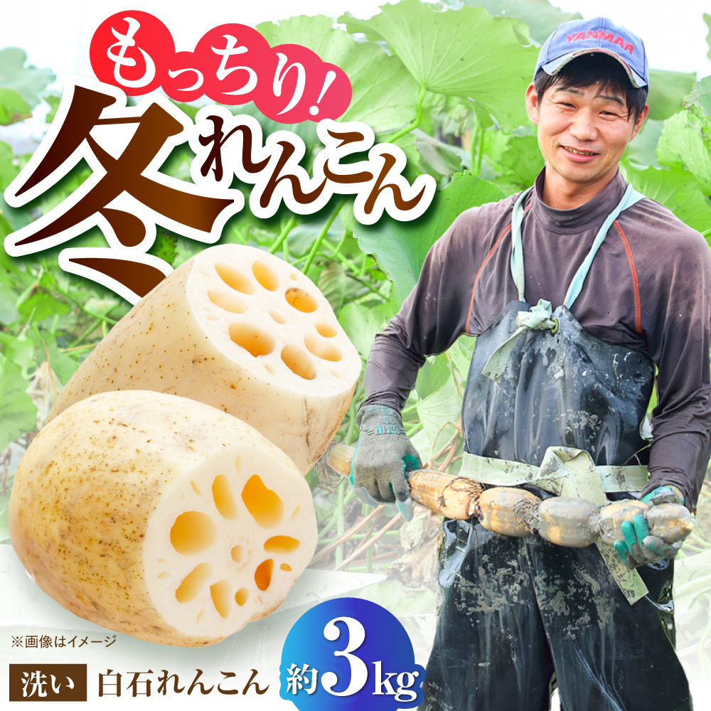 【年内発送】【土壌からとことんこだわり】白石町産 洗いれんこん約3kg【野中農園】 [IDC006]