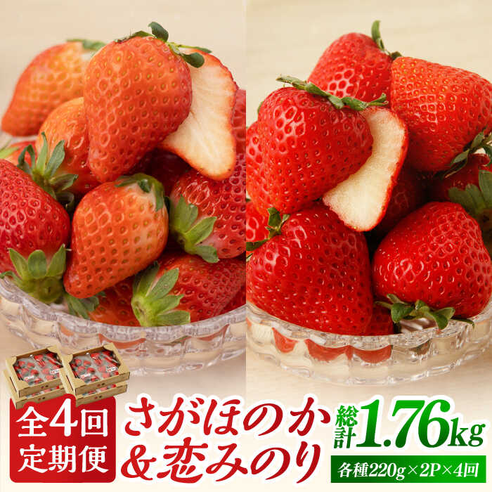 【R8年1月以降発送】【先行予約】 【全4回定期便】 食べ比べ！恋みのり＆さがほのか 定期便【鐘ヶ江農園】 [IBH008]