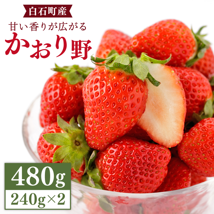 【先行予約】【農家直送】上品な香りの「かおり野」240g×2パック【StrawberryFarm-K】 [IBJ003]