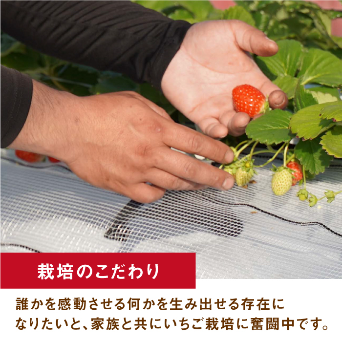 【先行予約】いちごさん 240g×4パック【StrawberryFarm-K】 [IBJ011]