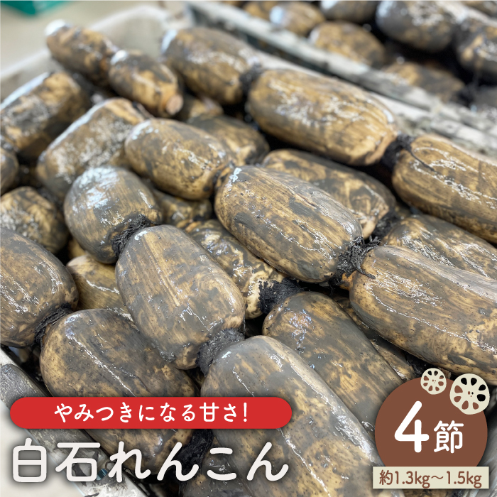 [先行予約][やみつきになる甘さ!] 松尾青果のこだわり白石れんこん 4節入り(1.3kgから1.5kg)[松尾青果]蓮根 レンコン 野菜 根菜 