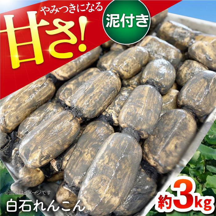 【令和7年9月以降発送】やみつきになる甘さ！ 松尾青果のこだわり白石れんこん 約3kg【松尾青果】蓮根 レンコン 野菜 根菜 [IBD001]