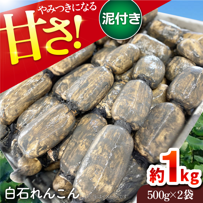 【令和7年9月以降発送】やみつきになる甘さ！ 松尾青果のこだわり白石れんこん 1kg（500g×2袋入り）【松尾青果】蓮根 レンコン 野菜 根菜 [IBD002]