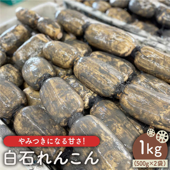 [先行予約][やみつきになる甘さ!] 松尾青果のこだわり白石れんこん 約1kg(500g×2袋入り)[松尾青果]蓮根 レンコン 野菜 根菜 