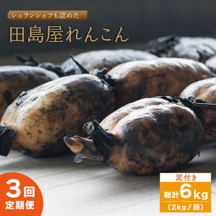 【先行予約】【全3回定期便】 れんこん（泥付き） 2kg×3回（計6kg） 【田島屋れんこん】 [IAV005]
