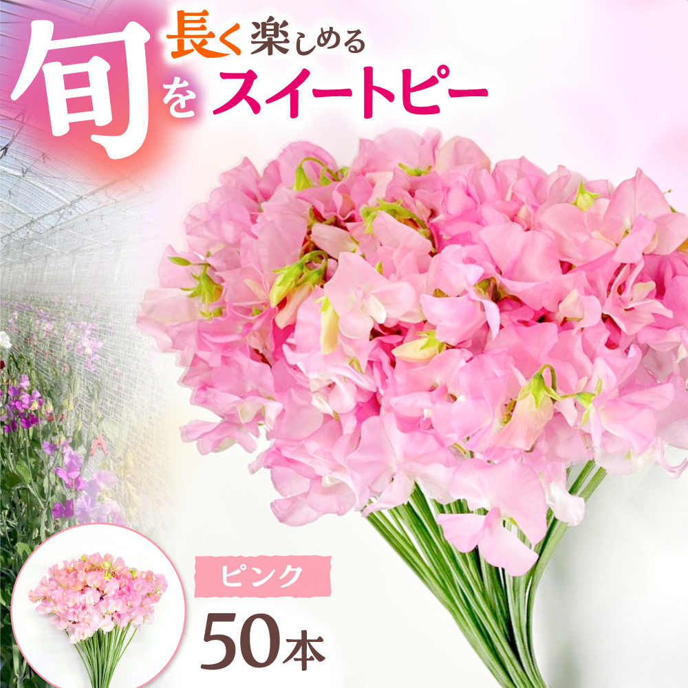 【R7年度12月以降発送】【生産農家直送！】スイートピー 花束 50本（ピンク）【木下農園】 [IBW002]