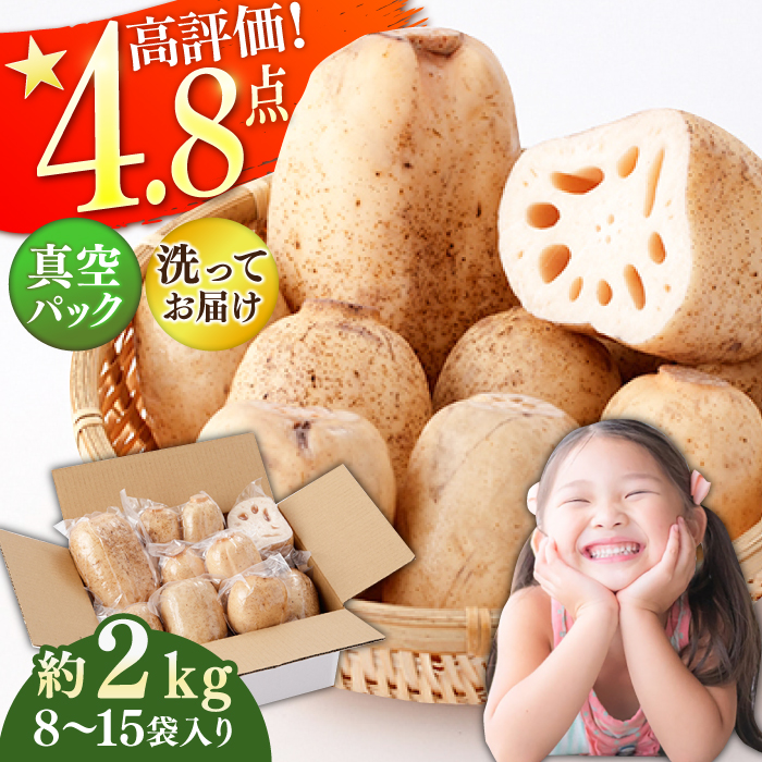 【年内発送】【真空パック】リピーター続々！ 洗いれんこん 約2kg（8-15袋入り）【和泉農園】 [ICE001]