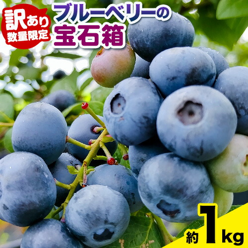 [2026年先行予約][訳あり数量限定]ブルーベリー 計1kg (250g×4パック) ブルーベリーの宝石箱 かさおか青空ファーム 先行予約[2026年6月上旬-8月下旬頃出荷] 岡山県 笠岡市 送料無料 フルーツ 果物 岡山県産 国産 ブルーベリー お取り寄せ---K-39---