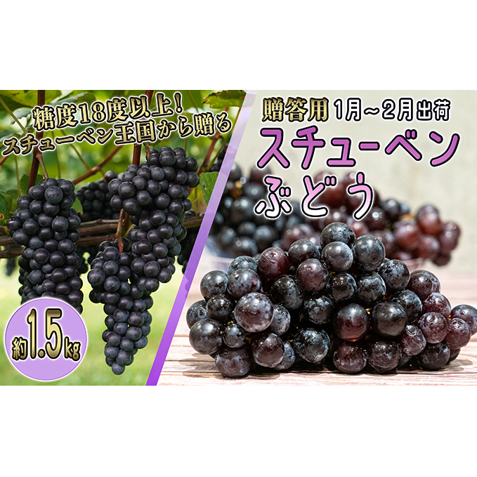 1～2月 津軽ぶどう村 特秀 スチューベン ぶどう 約 1.5kg 糖度18度以上【 青森ぶどう 青森県鶴田町産 1月 2月 果物 フルーツ 高糖度 ギフト 贈答用 ポリフェノール 】 