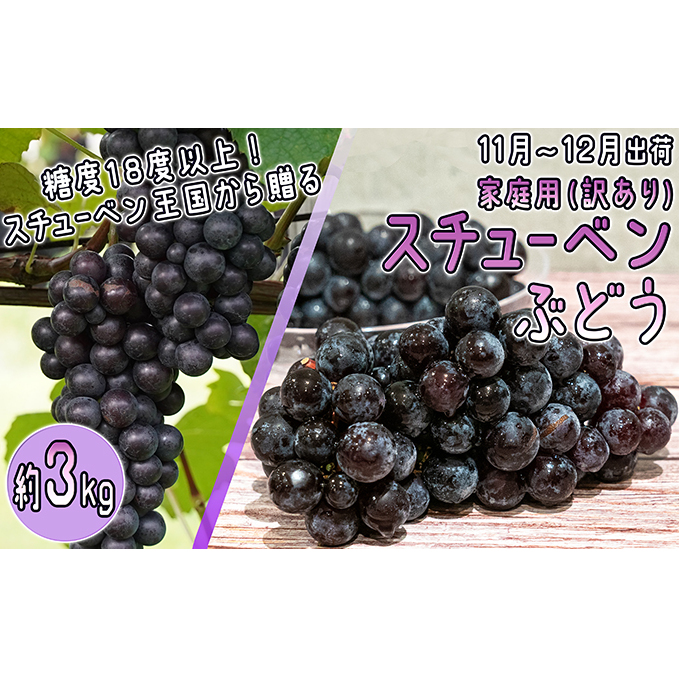 11~12月 津軽ぶどう村 秀品 スチューベン ぶどう 約 3kg  訳あり 家庭用 【 青森ぶどう 青森県鶴田町産 11月 12月 果物 フルーツ ポリフェノール 甘い 高糖度 美味しい