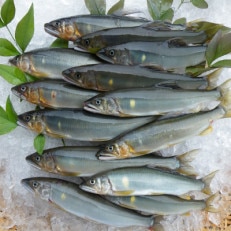 【天然もの】清流・高津川上流で捕れた天然あゆ(冷凍1200g・12～24尾程度)【配送不可地域：離島】【1209708】