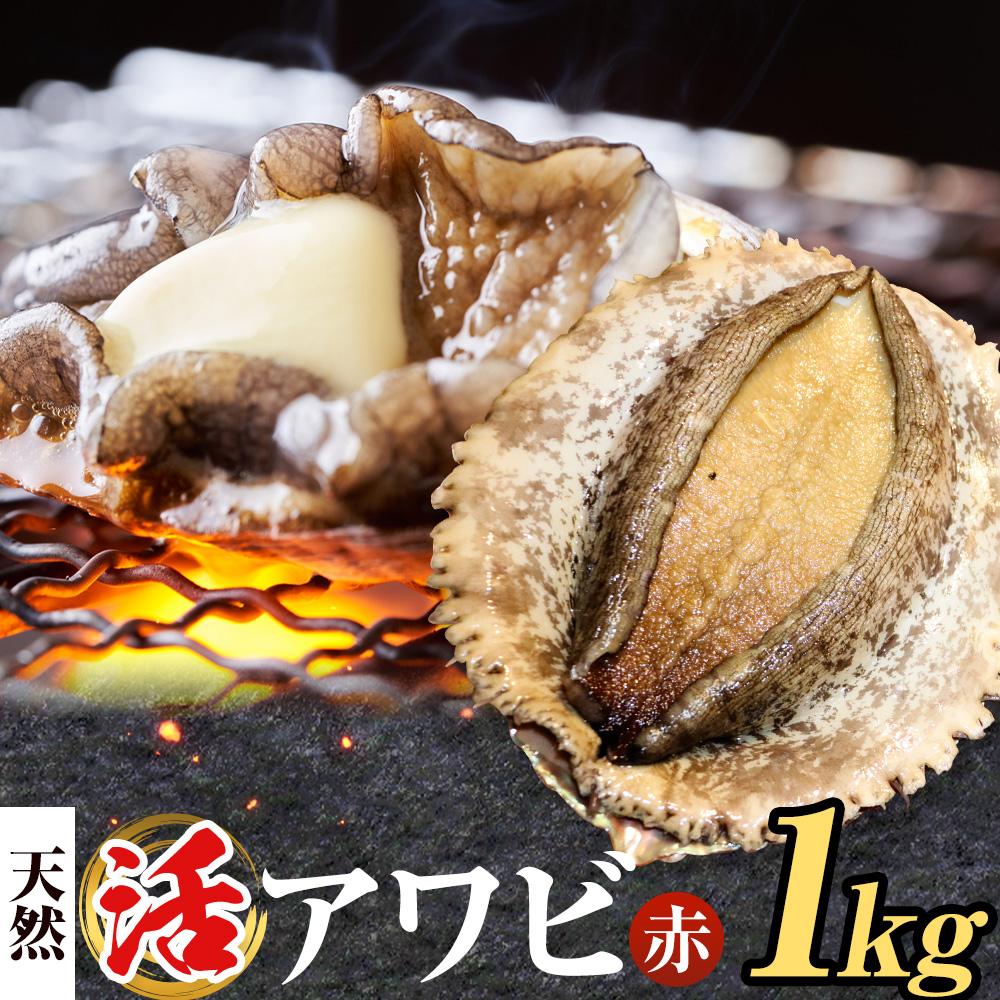 [数量限定]天然『活』アワビ (赤) 1kg ( 3〜5個 )[7月中旬-9月上旬頃出荷] 寺田水産 [配送不可地域:離島・北海道・沖縄県・東北・中国・四国・九州] 千葉県 勝浦市 海産物 鮑 あわび 刺身---kastuura_trd_2---