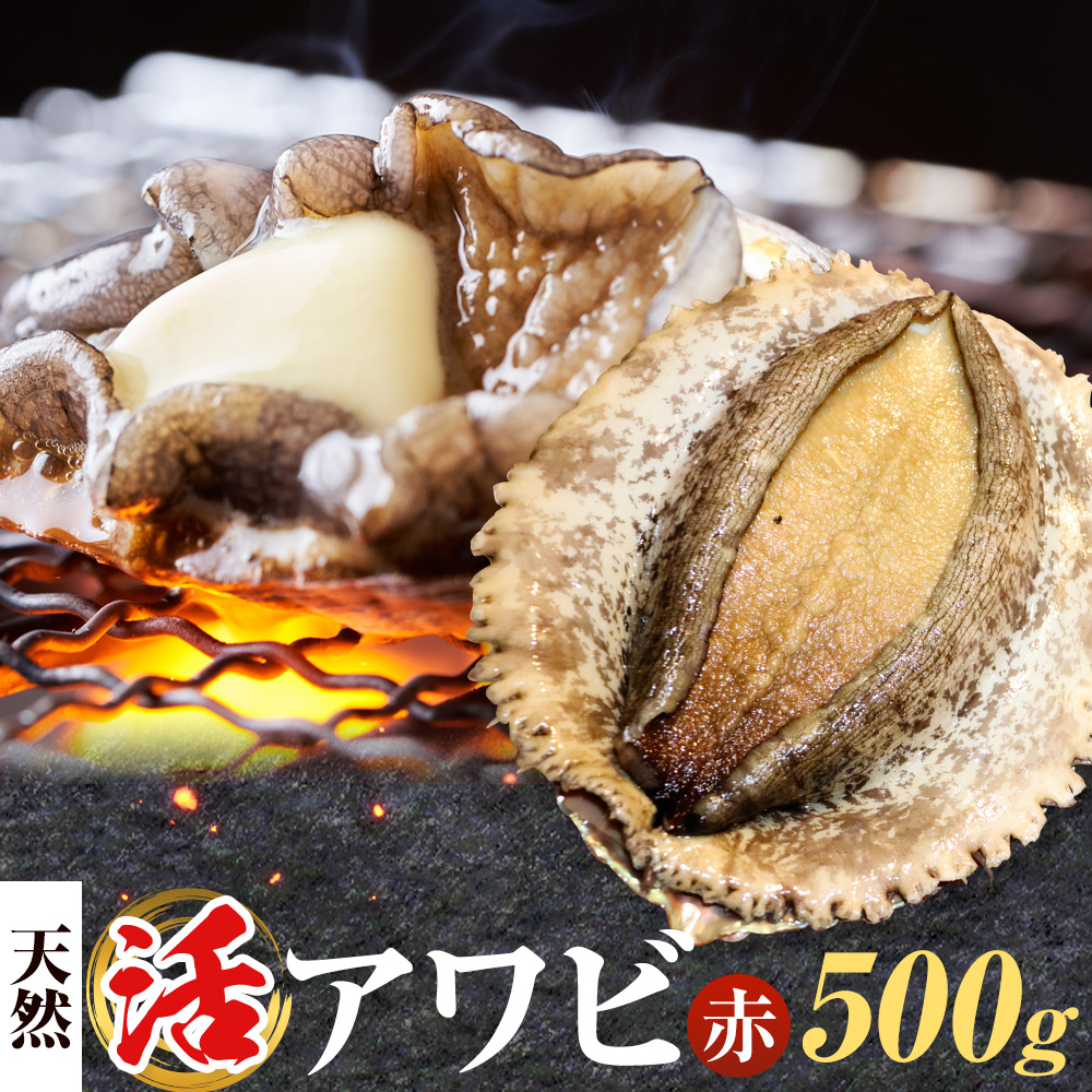 [数量限定]天然『活』アワビ (赤) 500g ( 2個 )[7月中旬-9月上旬頃出荷] 寺田水産 [配送不可地域:離島・北海道・沖縄県・東北・中国・四国・九州] 千葉県 勝浦市 海産物 鮑 あわび 刺身---kastuura_trd_3---