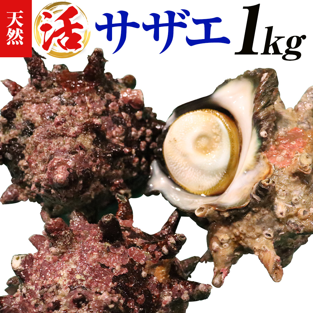 天然『活』サザエ 1kg ( 3個 〜 5個 ) [7月中旬-9月上旬頃出荷] [配送不可地域:離島・北海道・沖縄県・東北・中国・四国・九州]寺田水産 さざえ 海産物 貝 千葉県 勝浦市---kastuura_trd_5---
