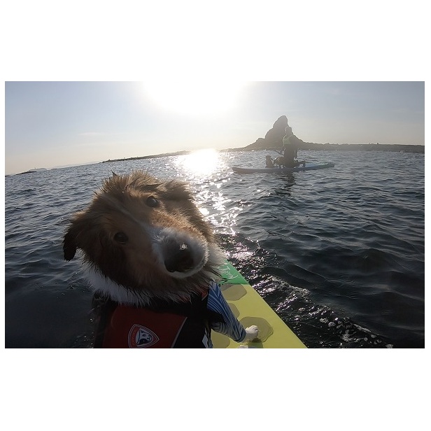 (5)海洋散骨セレモニー券（大切なご家族（ペット）とのお別れセレモニー） 海へ散骨 