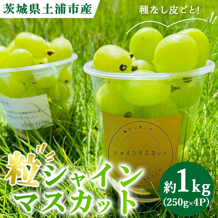 粒ぶどう シャインマスカット 約1.0kg(250g×4P) ※離島への配送不可 ※2025年9月中旬~10月下旬頃に順次発送予定