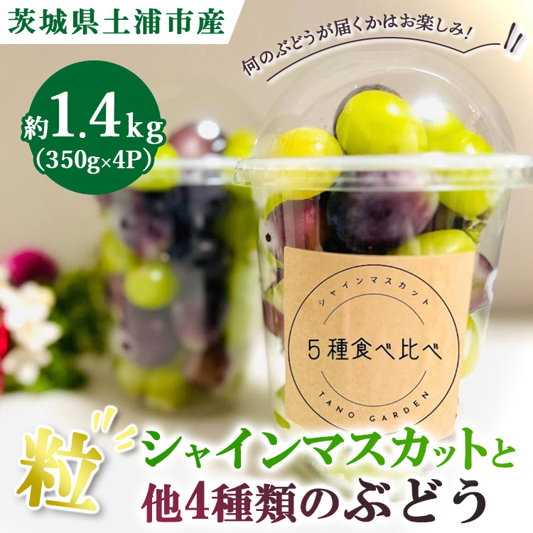 シャインマスカットと他4種類のぶどう(粒)約1.4kg(350g×4P) ※離島への配送不可 ※2025年9月中旬~10月下旬頃に順次発送予定
