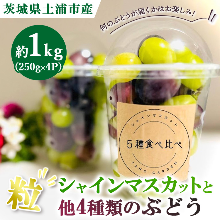 シャインマスカットと他4種類のぶどう(粒)約1.0kg(250g×4P) ※離島への配送不可 ※2025年9月中旬~10月下旬頃に順次発送予定