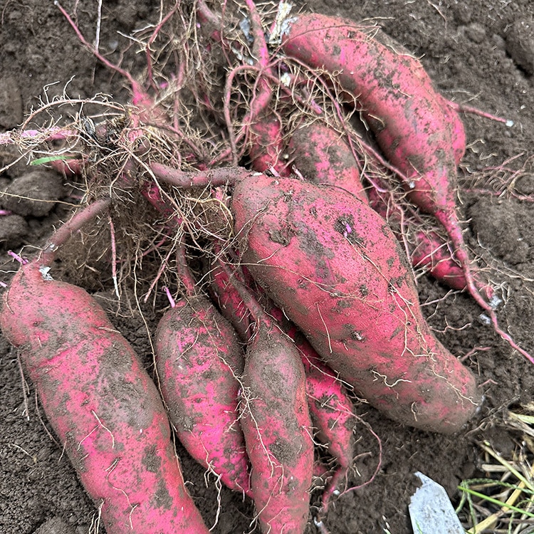 生芋 10kg S～Lサイズ混合 1箱 いも長 | さつまいも いも 生いも