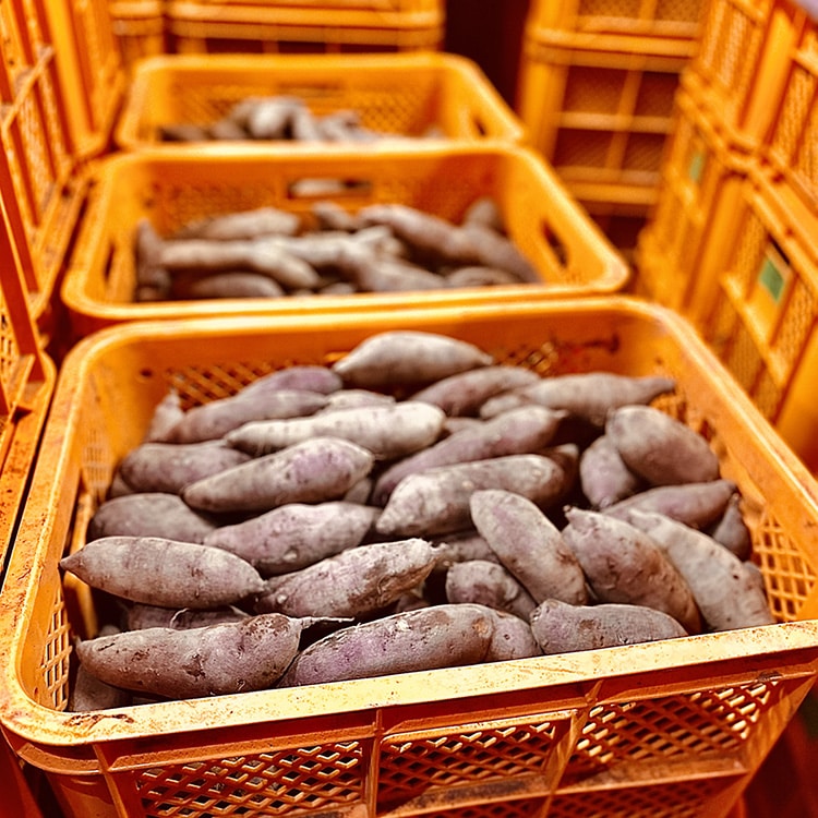 生芋 10kg S～Lサイズ混合 1箱 いも長 | さつまいも いも 生いも
