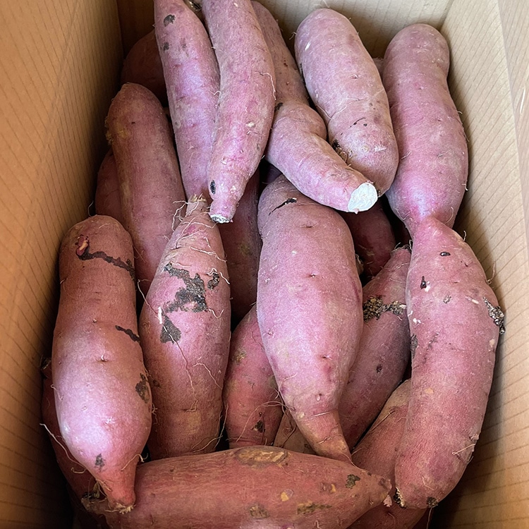 生芋 10kg S～Lサイズ混合 1箱 いも長 | さつまいも いも 生いも