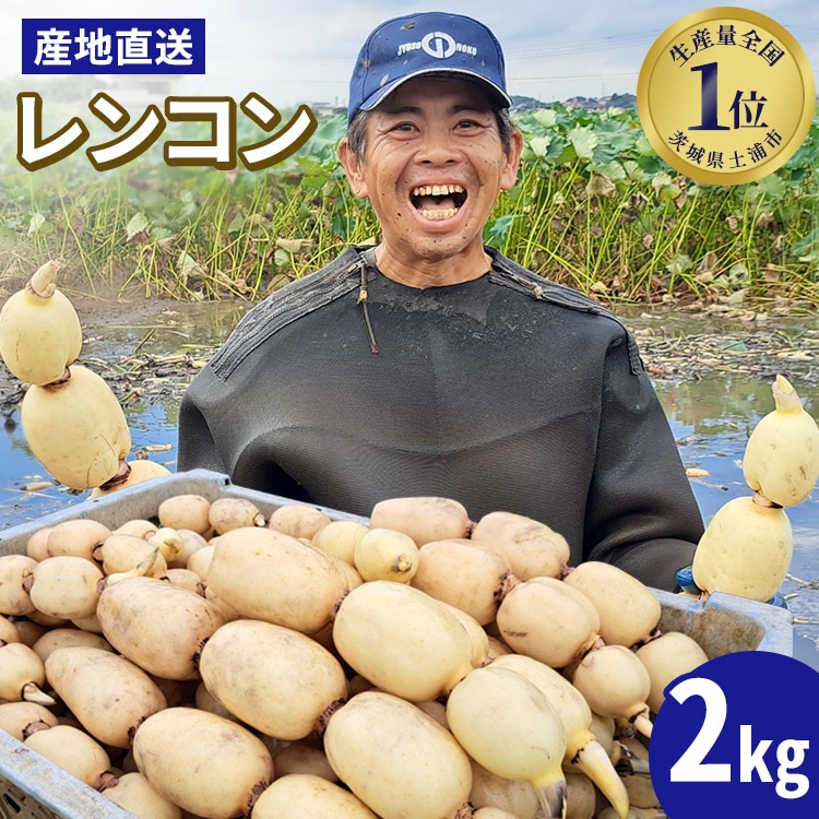 【先行予約】レンコン 2kg【新れんこん】◇ ｜ 収穫仕立て 産地直送 れんこん 蓮根 蓮 甘み シャキシャキ 茨城県 土浦市産 ※離島への配送不可 ※2025年9月上旬頃より順次発送予定