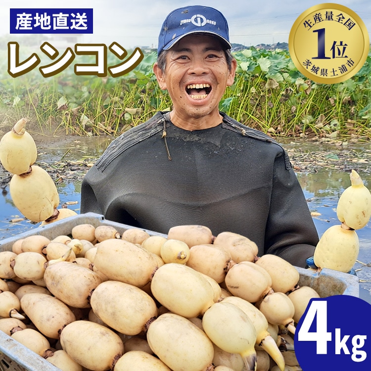 【先行予約】レンコン 4kg【新れんこん】◇ ｜ 収穫仕立て 産地直送 れんこん 蓮根 蓮 甘み シャキシャキ 茨城県 土浦市産 ※離島への配送不可 ※2025年9月上旬頃より順次発送予定