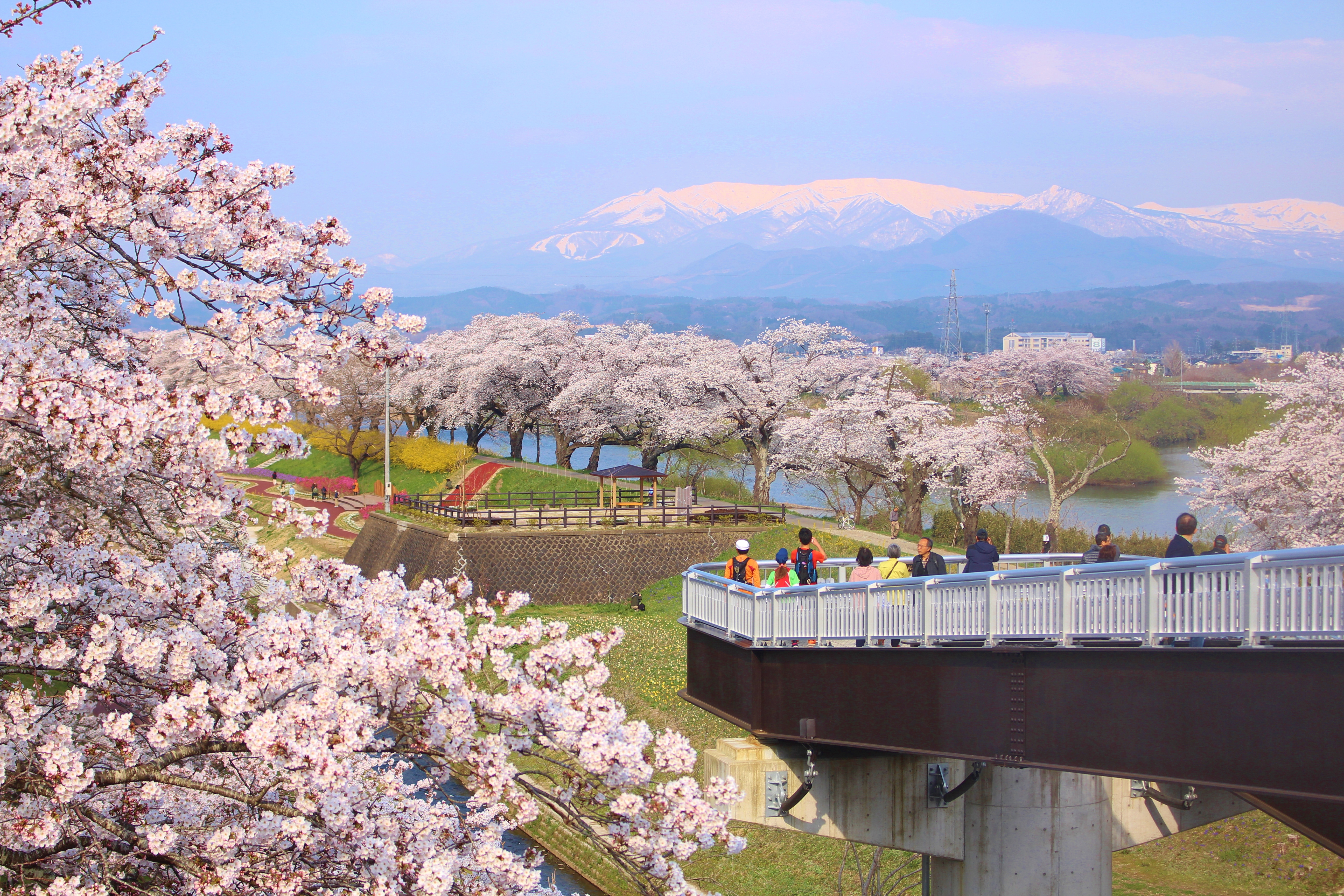 桜のまちづくりに関する事業