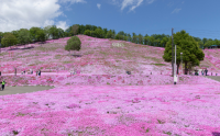 6.もう一度芝桜公園を満開に事業