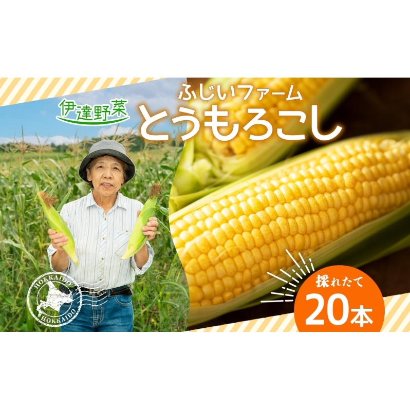 北海道産 とうもろこし 恵味 ゴールドラッシュ 20本 Lサイズ トウモロコシ とうきび コーン スイートコーン 旬 新鮮 朝採り 産地直送 国産  野菜 農作物 甘い めぐみ 人気 BBQ ふじいファーム 送料無料 | 北海道伊達市 | JRE MALLふるさと納税