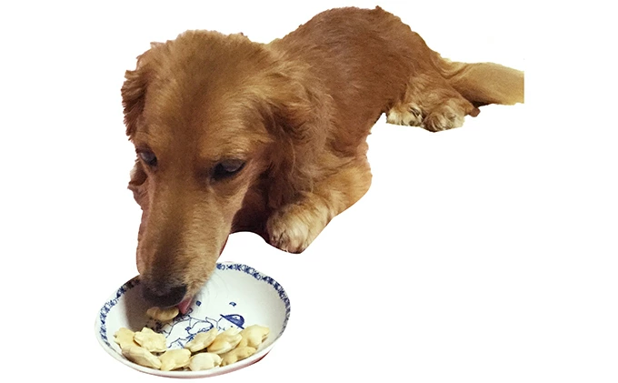 【手作り】 犬のクッキー 3種 6袋セット (鹿肉・紫いも・ほうれん草 ) 犬のおやつ ペット 北海道 伊達市 【農福連携】【55251139】