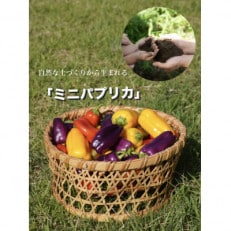 【令和8年度先行受付】高糖度ミニパプリカ　約2kg【配送不可地域：離島】【1474885】