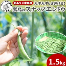 みずみずしさ弾ける!鷹島のスナップエンドウ訳あり1.5kg【配送不可地域：離島】【1573141】