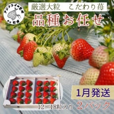 【2026年1月発送】厳選大粒 こだわり苺 品種お任せ 12~18粒×2パック【配送不可地域:離島】【1467648】
