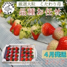 【2026年4月発送】厳選大粒 こだわり苺 品種お任せ 12~18粒×2パック【配送不可地域:離島】【1470657】