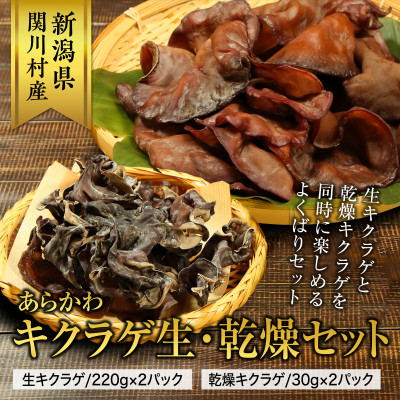あらかわキクラゲ生・乾燥セット(生キクラゲ220g×2パック・乾燥キクラゲ30g×2パック)【配送不可地域:離島】【1442531】