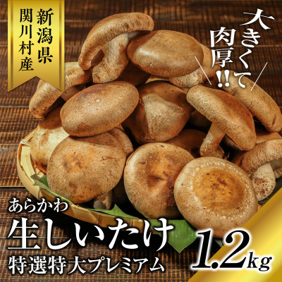 肉厚、やわらか!あらかわ生しいたけ大プレミアム【配送不可地域：離島】【1442522】
