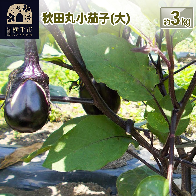 秋田丸小茄子（大）3kg | 秋田県横手市 | JRE MALLふるさと納税