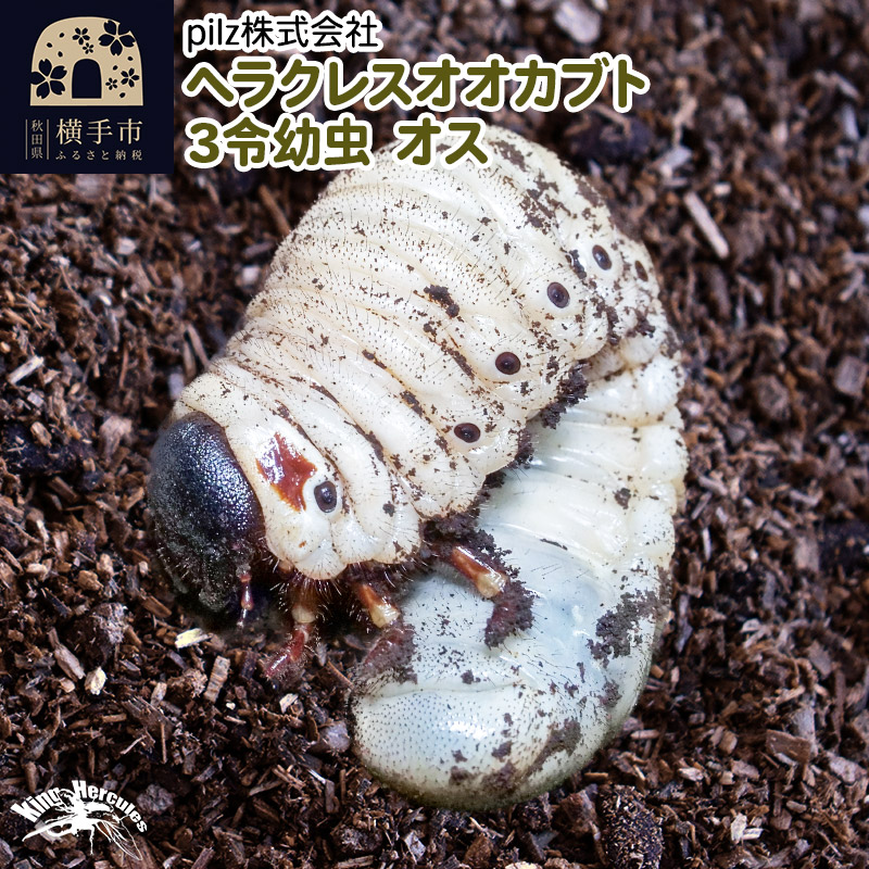 TVで紹介されました》ヘラクレスオオカブト（3令幼虫）オス かぶとむし カブトムシ 昆虫 幼虫 生体 | 秋田県横手市 | JRE MALLふるさと納税