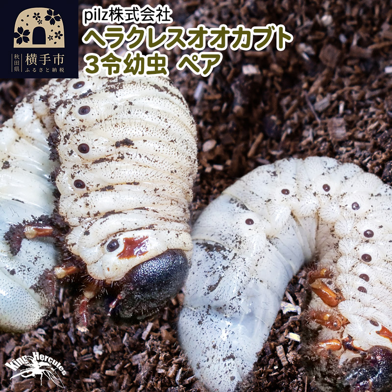 《TVで紹介されました》ヘラクレスオオカブト(3令幼虫)ペア かぶとむし カブトムシ 昆虫 幼虫 生体