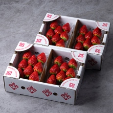 【毎月定期便】ミガキイチゴ・レギュラー(260g×4P)全3回【配送不可地域：離島】【4004682】