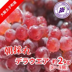 2023年7月下旬より順次発送! 生産者朝採り直送 デラウエア 約2kg【配送不可地域:離島】【1400959】