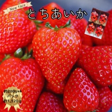 いちご王国栃木のNEW FACE!!とちあいか280g×4パック【2025年1月~順次発送】【配送不可地域:離島・沖縄】【1578775】