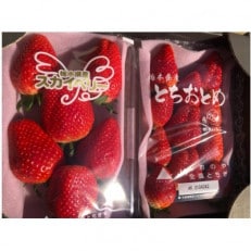 とちおとめ、スカイベリー食べ比べセット300g各1パック【配送不可地域:離島】【1460195】