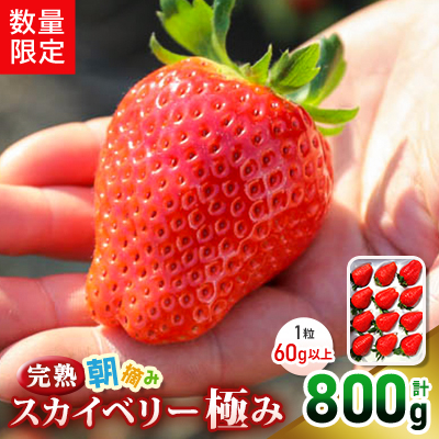 [数量限定] 完熟朝摘みスカイベリー 極み 12粒【配送不可地域：離島・沖縄】【1370607】