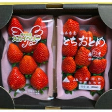 [うんめ～あんめ～] いちご王国栃木のとちおとめとスカイベリーの食べ比べセット【配送不可地域：離島・沖縄】【1383525】