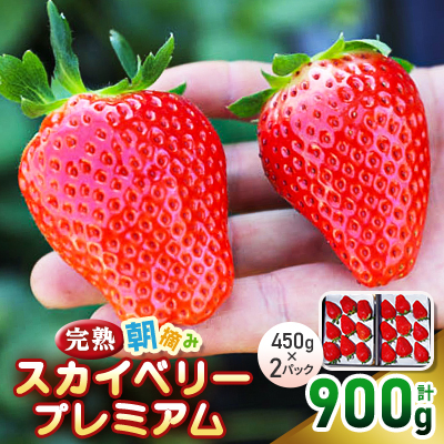 完熟朝摘みスカイベリー プレミアム 450g×2パック/計900g【配送不可地域:離島】【1481146】