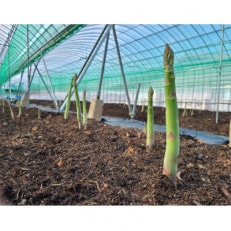 採れたて直送自社農園のアスパラガス1.2kg(Lサイズ)【配送不可地域：離島】【1367190】